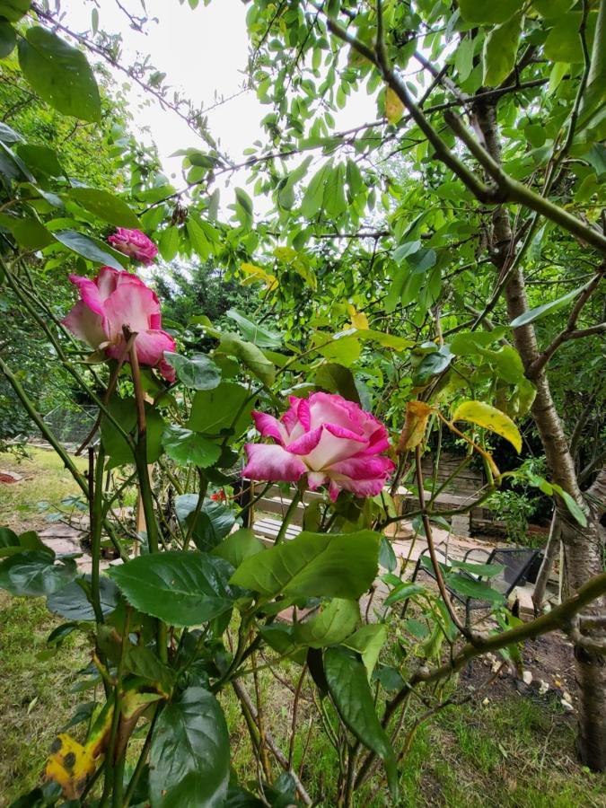 The Apple And Plum Cottage Studio Apartment New Reading Kültér fotó